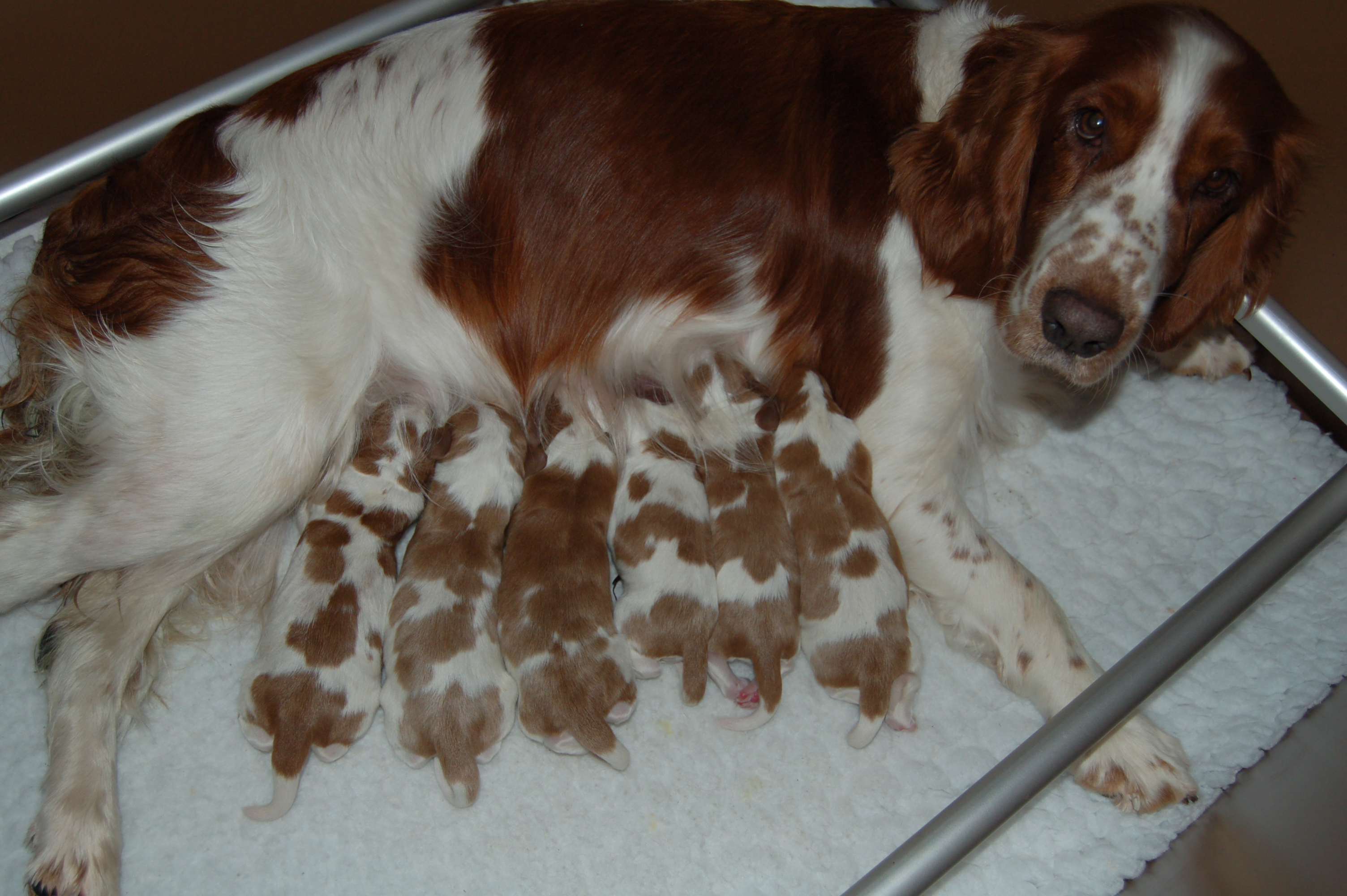 Ruby met pups